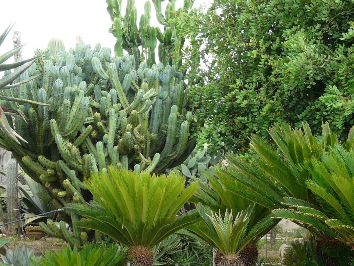 Villa Yucca Avola Luaran gambar