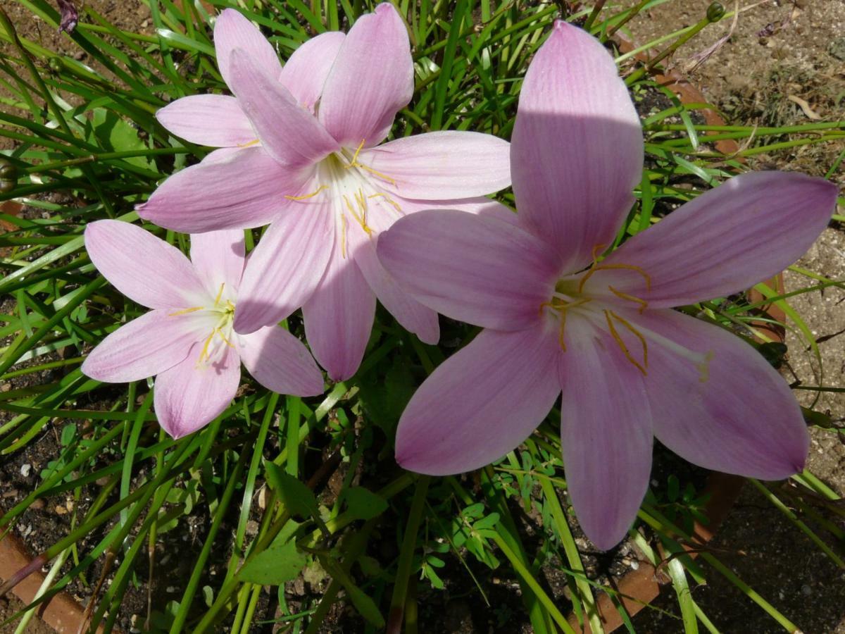 Villa Yucca Avola Luaran gambar