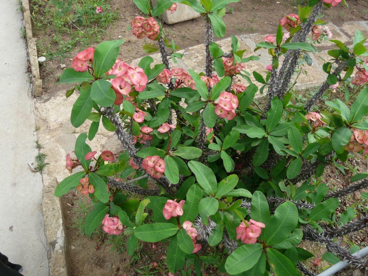 Villa Yucca Avola Luaran gambar