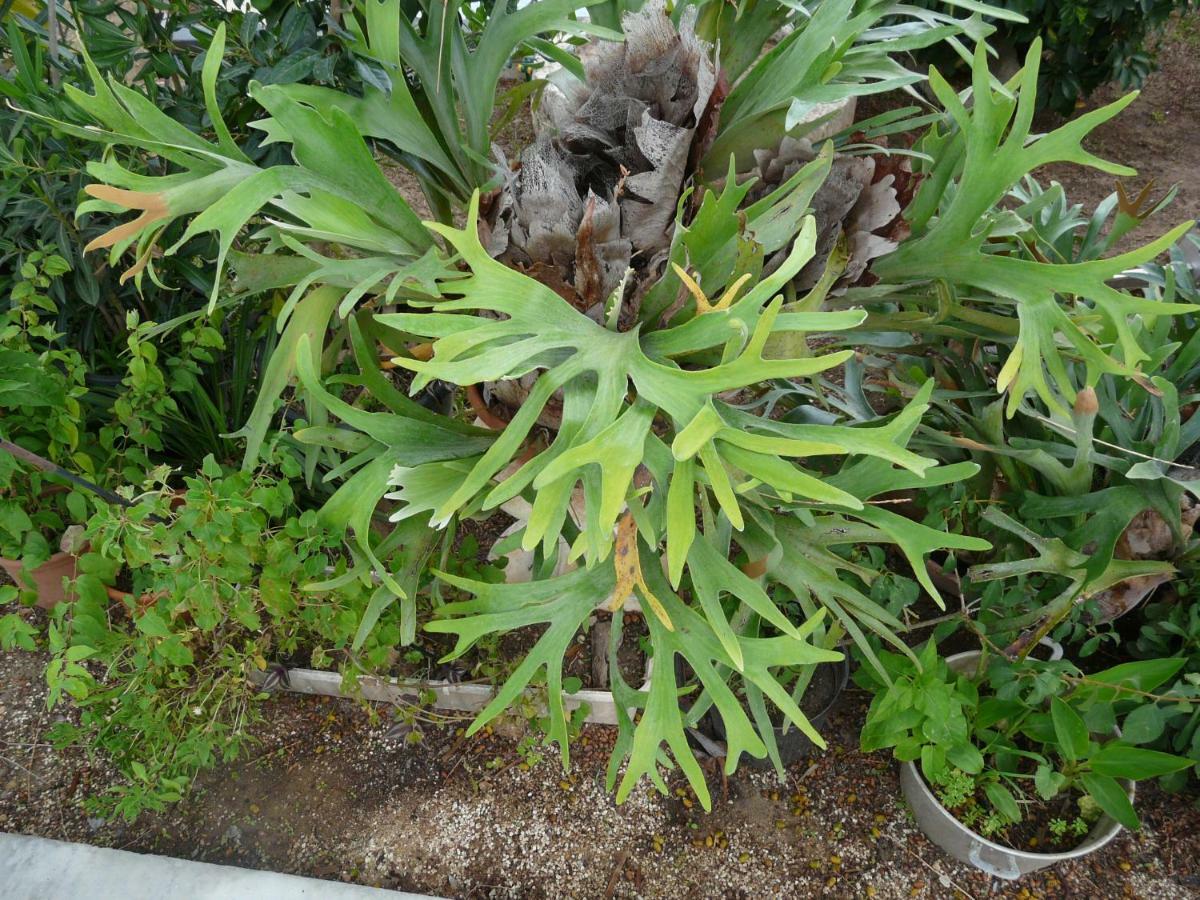 Villa Yucca Avola Luaran gambar